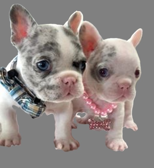 where to buy French bulldog puppies