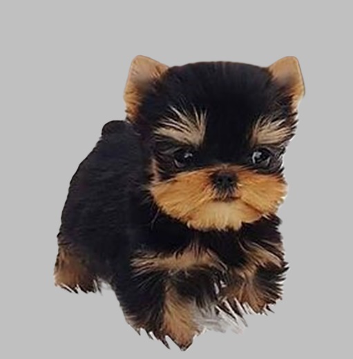 where to buy puppies and price