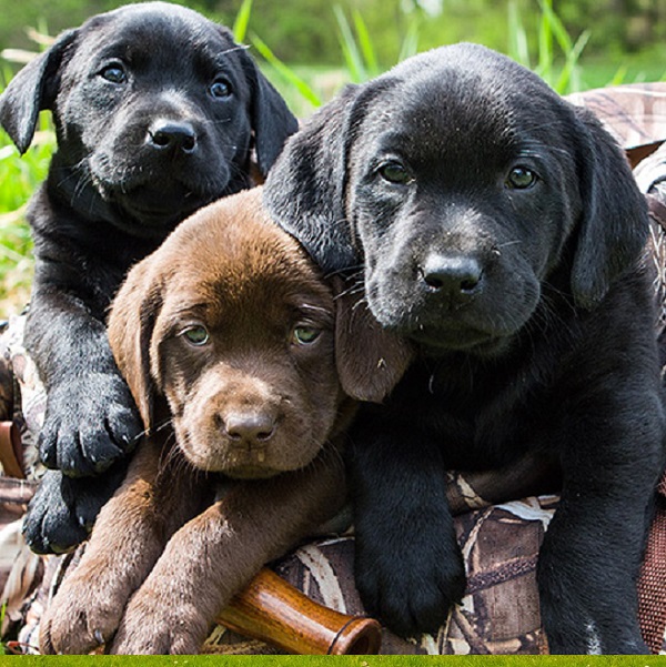 Available Dogs in St. John's Newfoundland and Labrador