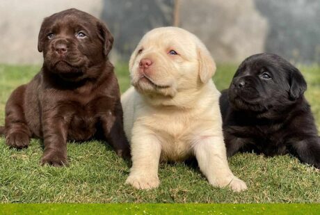 Available Mini puppies Springfield Illinois