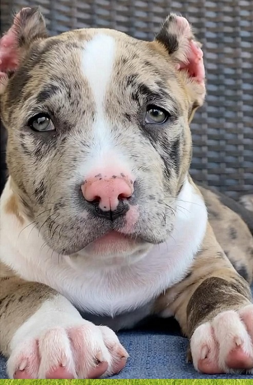 Available Mini puppies Illinois