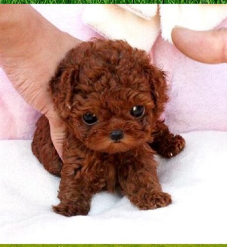 Available Puppies Boise Idaho
