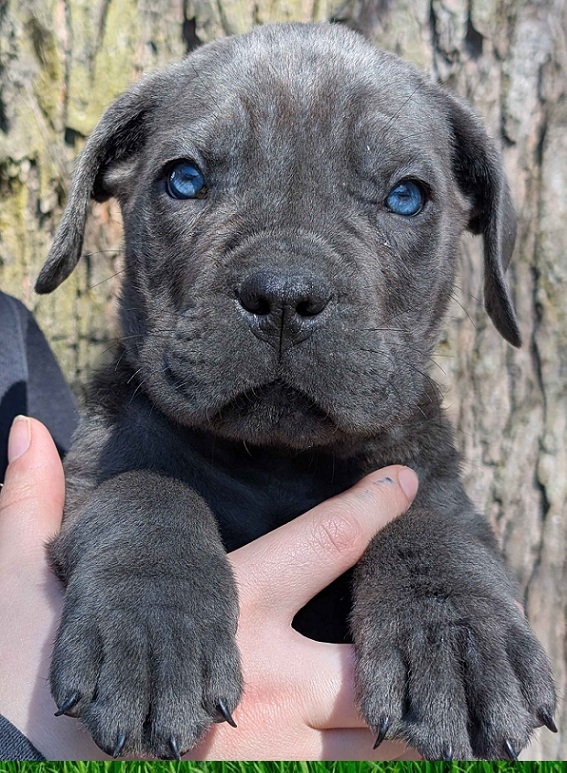 Available Puppies Boise Idaho