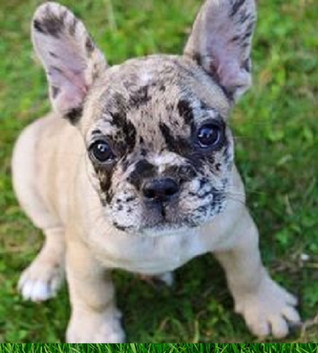 Available Puppies Tallahassee Florida