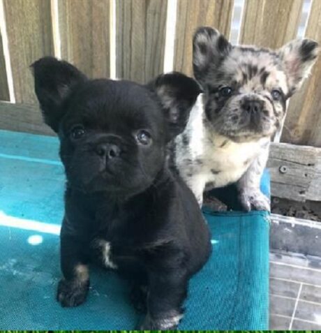 Available Puppies in Florida, FL