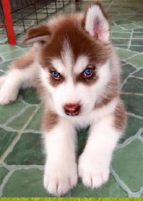 Available Puppies in Olympia Washington