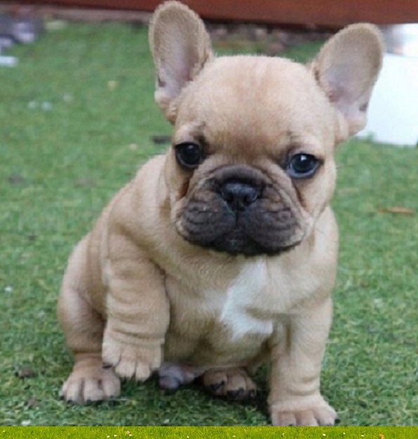 Available Puppies in Olympia Washington