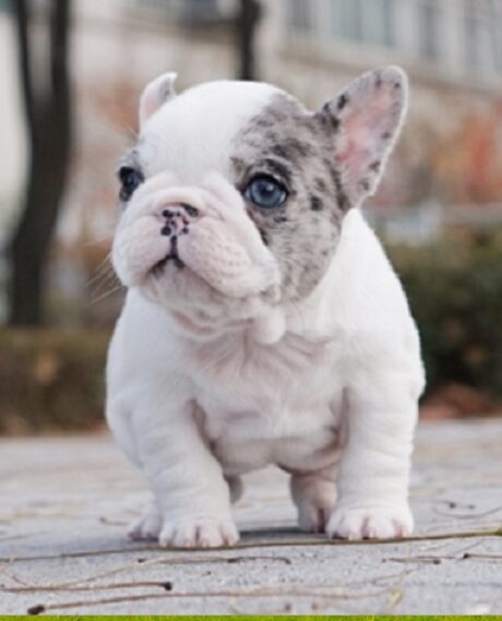 Available Puppy Bismarck ND