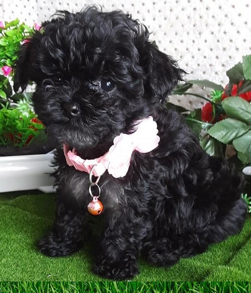 Available Puppy Bismarck ND