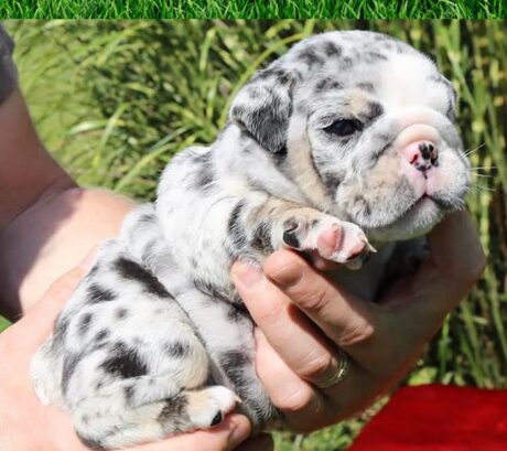 Available Teacup puppies Richmond Virginia