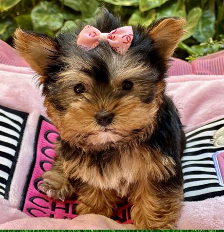 Puppies