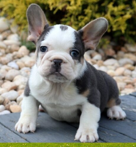 Puppies