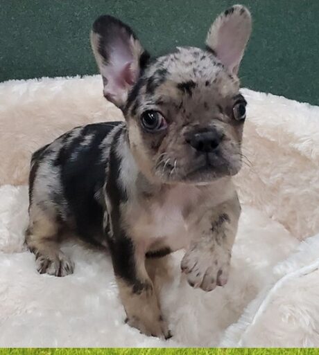 French bulldog for sale