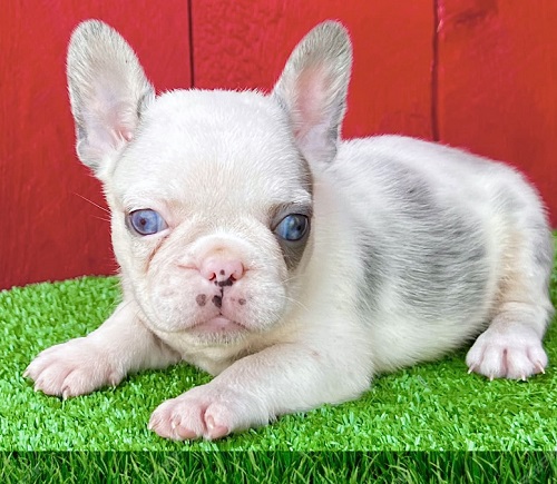 Buy Puppies for sale in Saipan Northern Mariana Islands