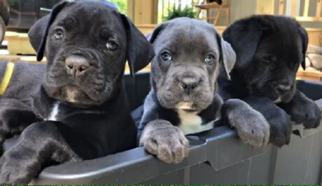 Cane Corso Puppy for sale