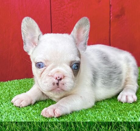 Puppies