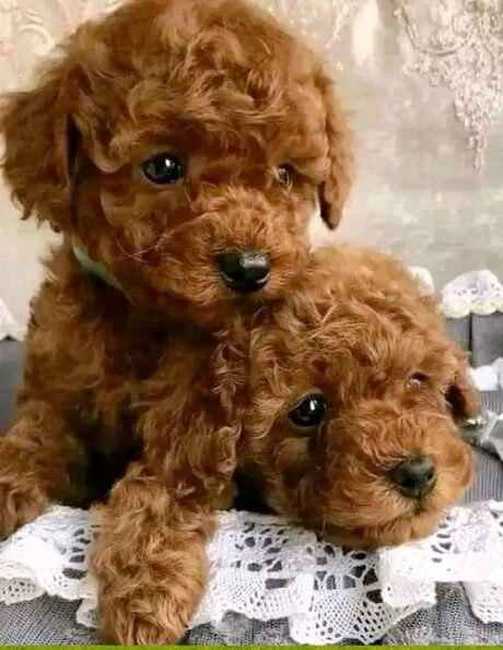 Dogs Little Rock Arkansas, AR