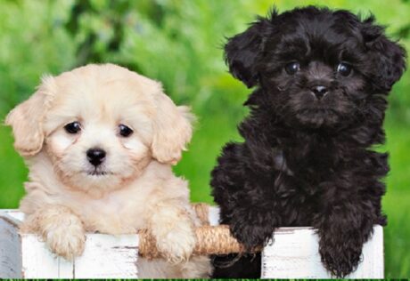 Dogs Little Rock Arkansas