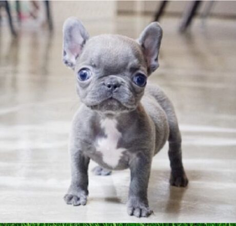 Dogs and Puppies