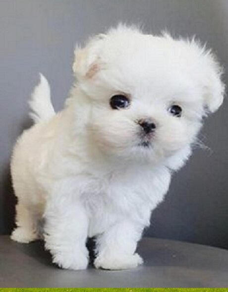 Dogs for Sale Frankfort Kentucky