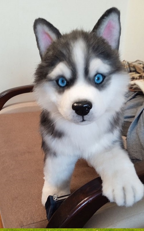 Dogs for Sale Yukon territory