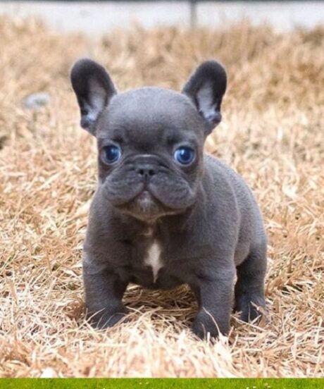 Puppies for sale