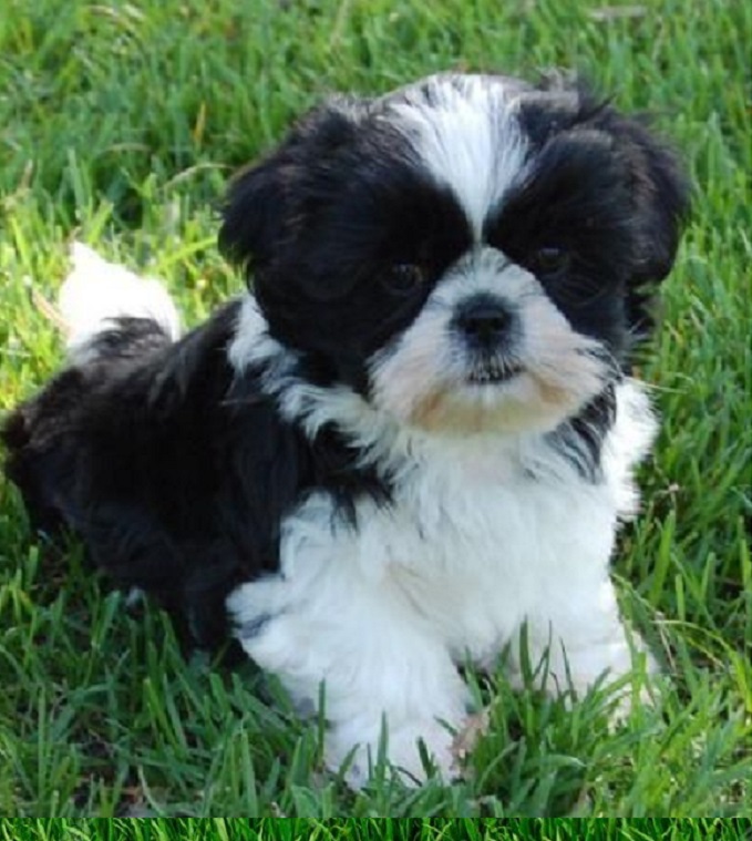 Dogs for under $500 Denver Colorado