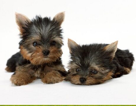 Dogs for under $500 Denver Colorado, CO