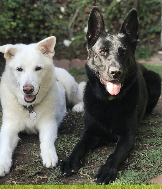 Dogs in Jackson Mississippi