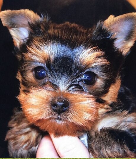 Dogs under $500 British Columbia province