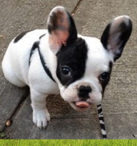Dog Breeds for Sale