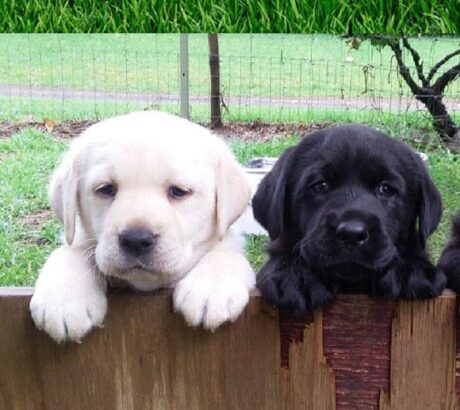 Dogs for sale