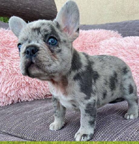 Puppy for sale