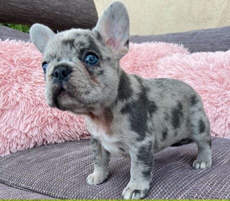Merle French bulldog for sale