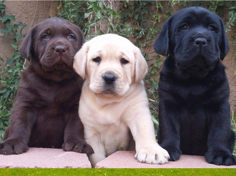 Mini Puppies for Sale in Winnipeg Manitoba