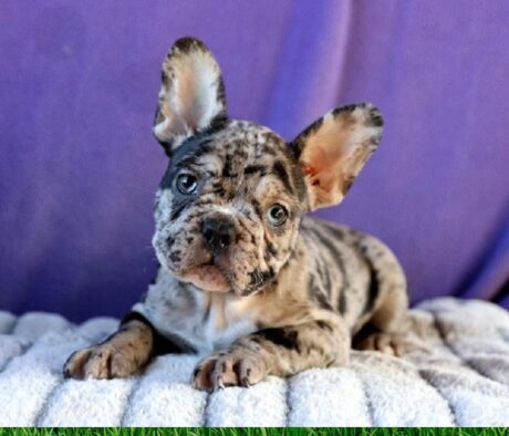 Mini Puppies for Sale in Winnipeg Manitoba