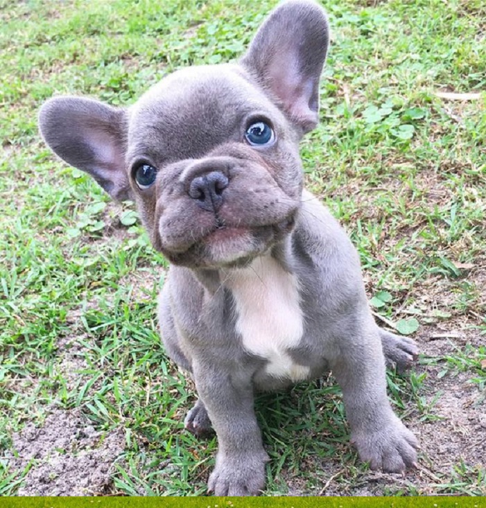 Mini Puppies for sale in Maine