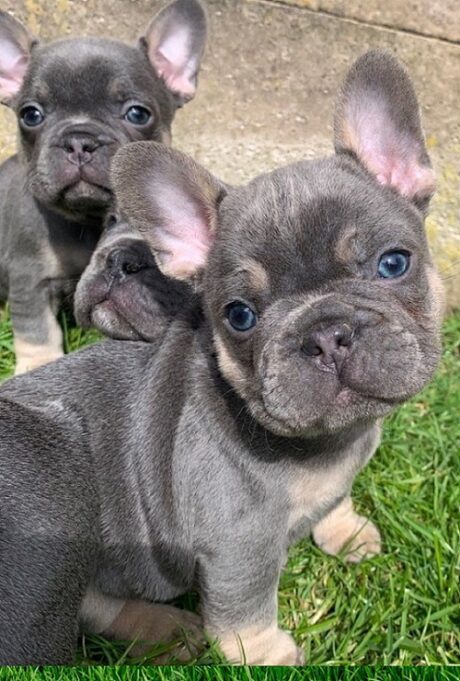 Mini Puppies for sale in Maine