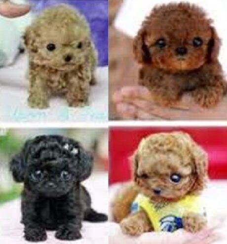 Mini poodle puppies