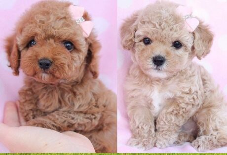 Mini puppies in Ogden Utah