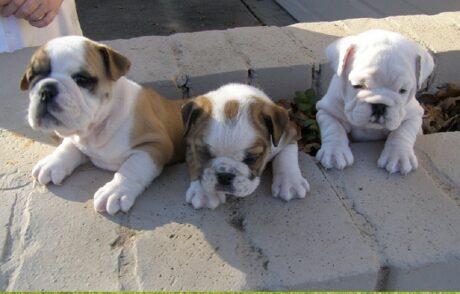Miniature Puppies Oklahoma City, OK