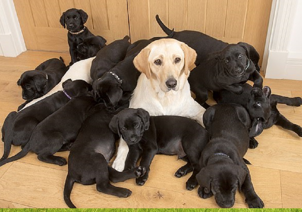 Miniature puppies for sale in Annapolis