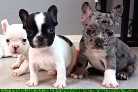 Miniature puppies for sale in Annapolis