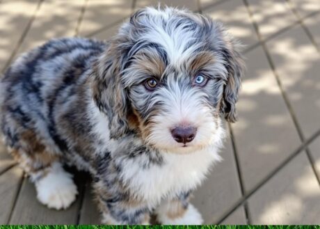 Miniature puppies for sale in Salem Oregon