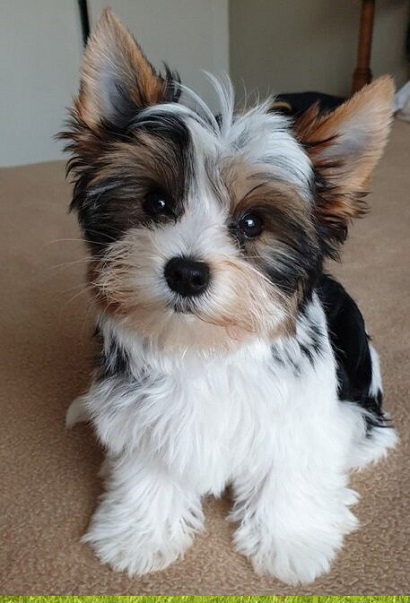 Miniature puppies for sale in Salem Oregon
