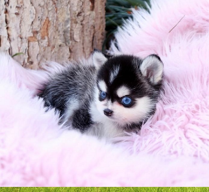 Mixed Breed and Purebred Puppies Mixed breed puppies