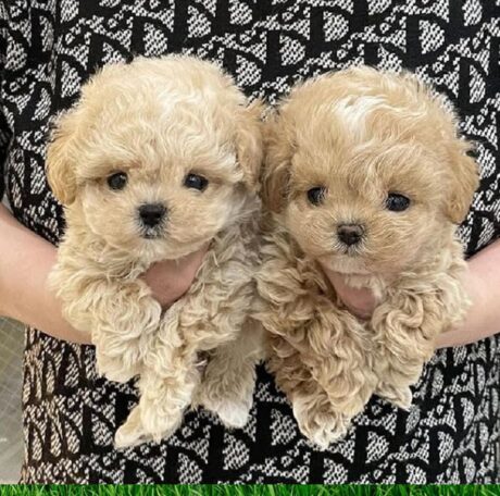 Puppies for sale