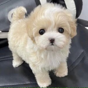 Poodle Puppies Available Near Me