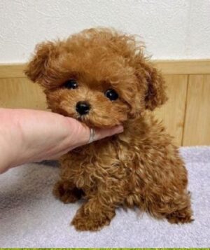 Poodle Puppies Under $500.