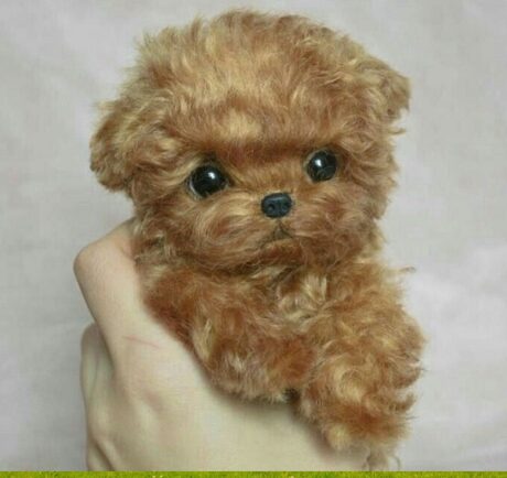 Poodle for sale